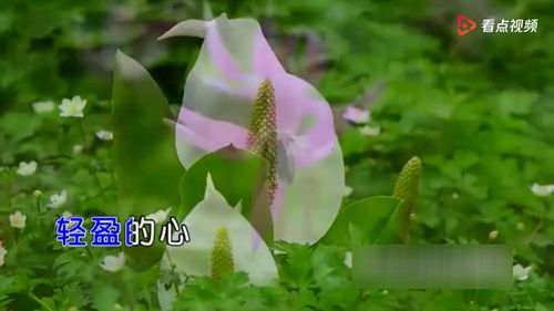 秦芹 花千树 KTV发行版 