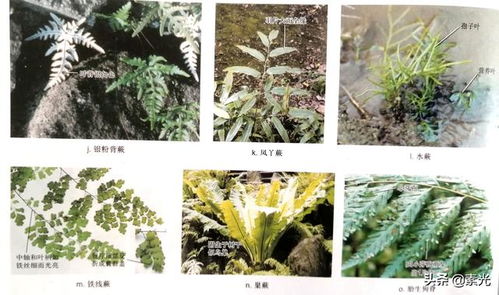 植物的分类 植物分类有哪些
