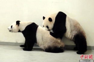 赠台大熊猫自然繁殖失败 动物园进行人工采精 