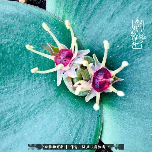 镜花水月是指什么生肖？