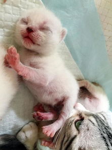 猫酱 刚出生十天的小奶猫 睡觉的姿势能萌化冰山