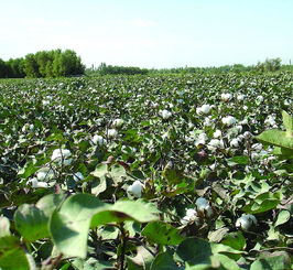 棉花种子价格表北疆,北疆棉花种子价格表：专业种植必备，助你实现丰收之梦