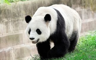 野生大熊猫不是食草动物吗 