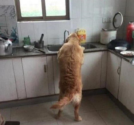 金毛一回家就钻进厨房,主人感觉纳闷,跟踪狗狗后看到这幕笑了