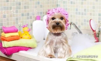 刚到家的小奶狗就要洗澡 这个错误你还要犯多久 