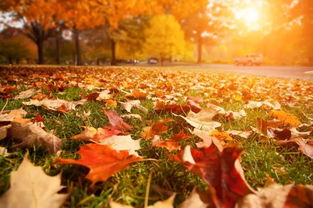 让你的校园惊艳整个秋天丨全优升教育第三届秋季摄影大赛投稿开始