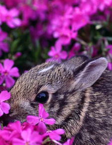 盘点不同寻常的兔子 珍稀琉球兔遭野猫捕食 