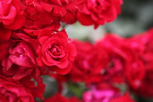 玫瑰和月季区别中国国花是什么花？