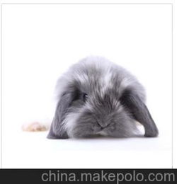 批发销售 高品质宠物兔 小型宠物兔 宠物兔养殖场