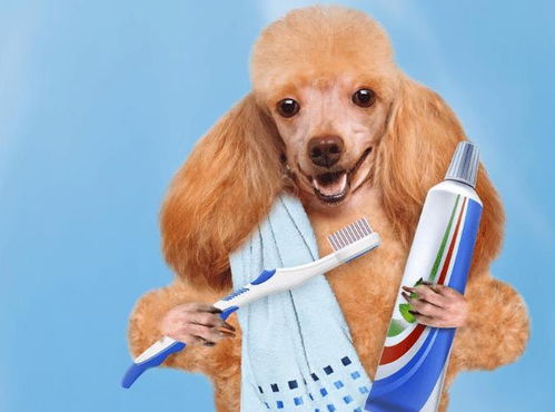 狗狗多大可以刷牙 刷牙又可以带来什么好处