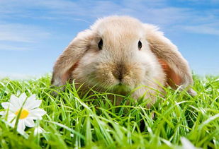 如何饲养垂耳兔 垂耳兔的饲养方法分享