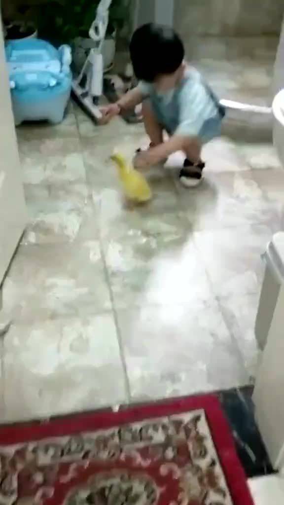 看到鸭子拉屎在地板上,就把鸭子带到了厕所,接下来一幕太意外了 