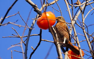 景山小鸟吃红柿子