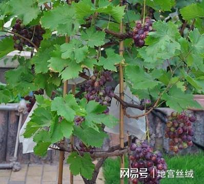 盆栽葡萄的种植方法和养护,盆栽葡