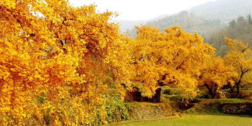 山西银杏树,山西的金色宝藏：千年银杏树的魅力之旅