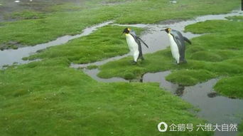 小小水沟想要企鹅游泳 企鹅直接行走过去