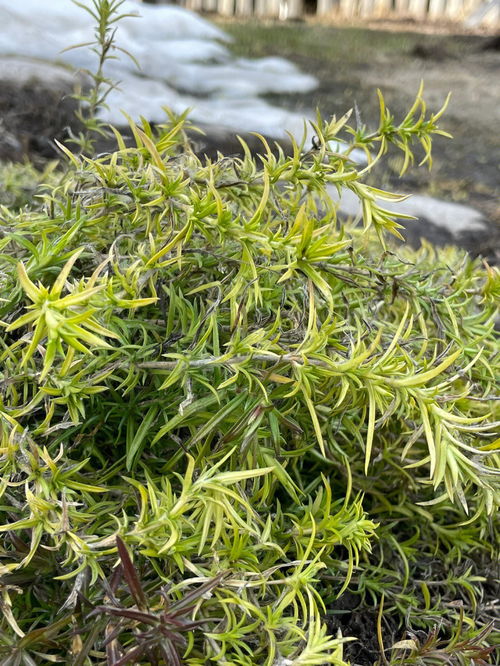 三区无防护自然露地过冬植物18种 