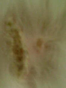 猫咪身上有一块疤 开始没在意 今天一看旁边又长一块 大家看看是什么病 