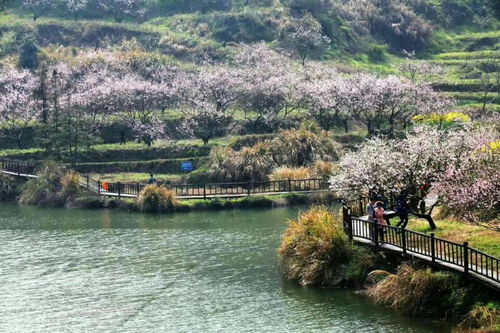 武汉周边看桃花 大冶沼山村看桃花一日游