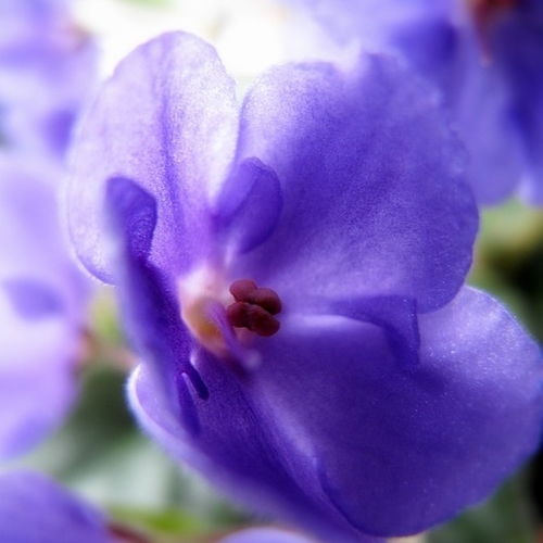 紫罗兰花语的微信头像,四叶草微信头像图片介绍