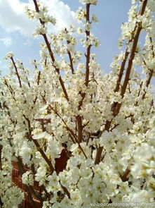 春天开白色花的树有哪些,春天开白色花的树有哪些