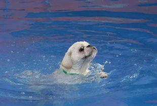 狗狗游泳有溺水风险,铲屎官需注意三点,帮助爱犬享受游水乐趣