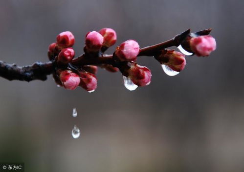 有关于下春雨时的诗句