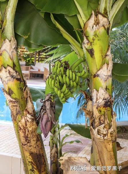 最大 的香蕉树,能长到六层楼高,果实跟小腿一样粗