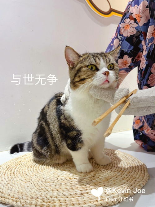 广州撸狗撸猫探店,治愈心灵的小可爱 