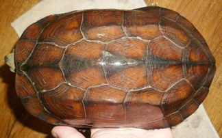 紫檀金线草龟成年龟有多重呢 