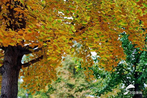 银杏树落叶图片,银杏树落叶的图片