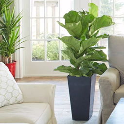 客厅一般放什么绿植,家里的客厅适合摆放什么植物