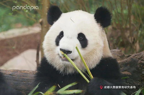 大熊猫也喜欢戴 头饰 花样好像还挺多