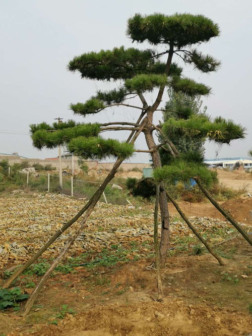 黑松幼苗如何修剪造型(黑松幼苗如何修剪造型图片)