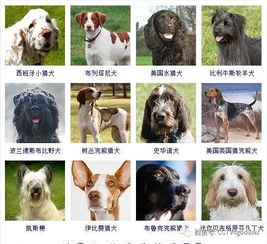 收藏 狗狗真图大全 让你认出小区里所有狗的品种 