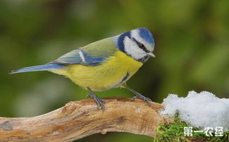 蓝山雀是什么鸟 蓝山雀在几月繁殖