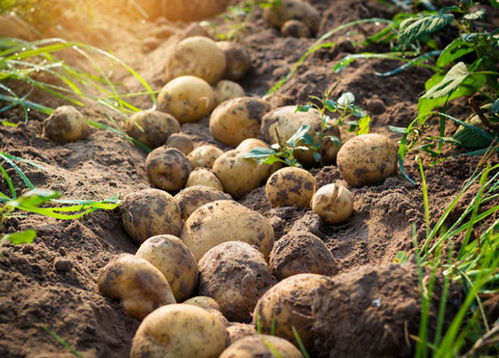 土豆要种几个月才能挖 怎么判断土豆可以挖了
