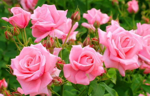 粉色玫瑰花的花语大全,粉色玫瑰花：深情款款，浪漫无限