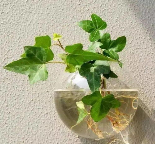 冬日守护：植物过冬的妙招