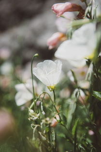 景观花卉图片大全（景观花卉图片大全