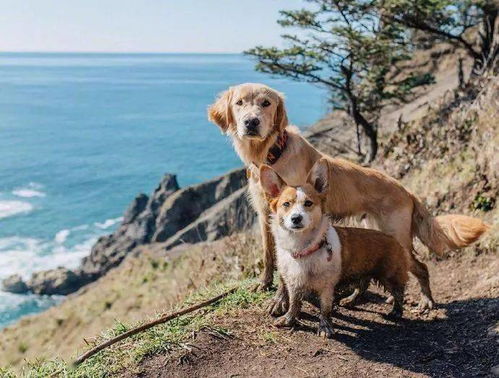 狗狗在美丽的风景之中,幸福感爆棚