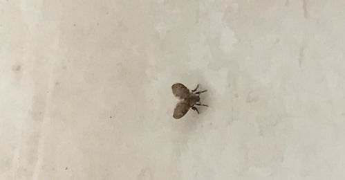 厕所里的小飞虫叫蛾蚋,蛾蚋消灭最有效的方法来了