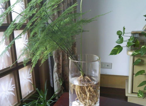 文竹的养殖方法和注意事项:浇水很严格？