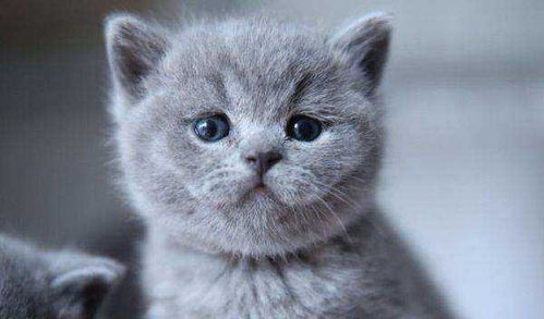 英短蓝猫怎么养,英短蓝猫怎么养成圆脸