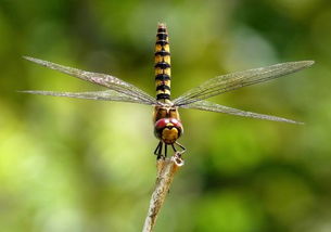 蜻蜓一般能活多长时间 蜻蜓是益虫还是害虫