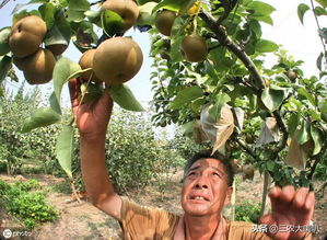 苹果 梨在套袋前,药剂总共喷几遍 一定要记好了