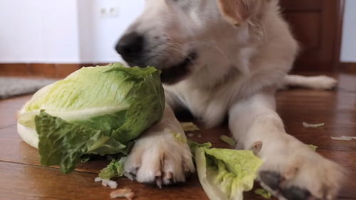 可爱的狗有趣地吃蔬菜 