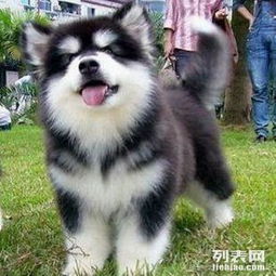 重庆哪里有阿拉斯加犬出售 纯种阿拉斯加犬多少钱