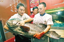 巨型石斑鱼,巨型石斑鱼:海洋世界中巨大的捕食者。