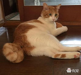 网传这只猫咪有条超卷大尾巴 你难道不喜欢大的